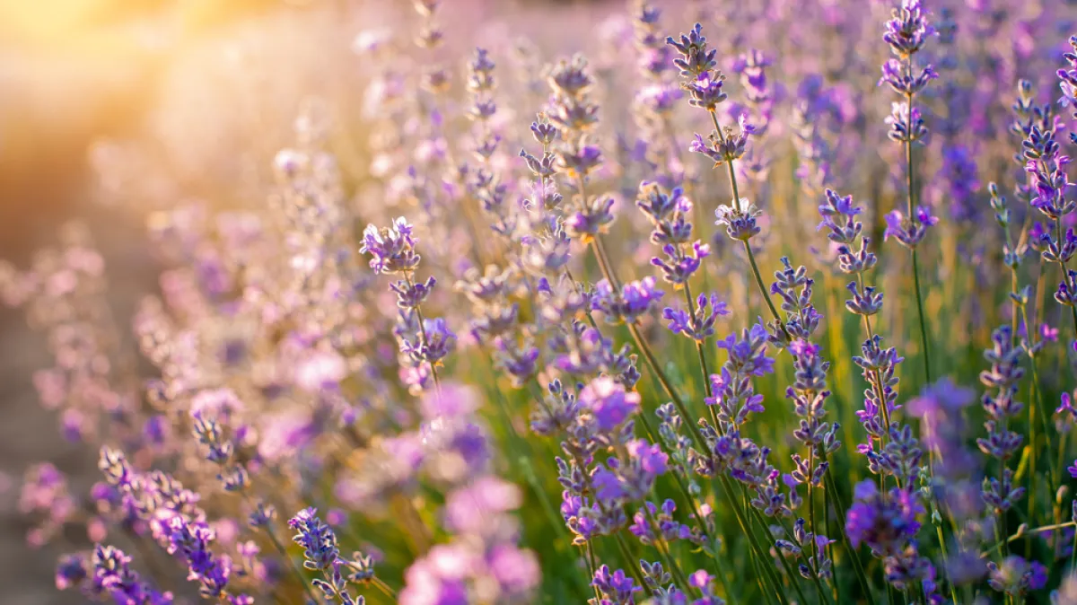 [KVIZ] Jesi li stručnjak koji zna sve o aromatičnom bilju?