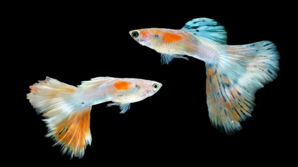 Živopisnih duginih boja: Sve što trebate znati o Guppy, najpopularnijoj akvarijskoj ribici