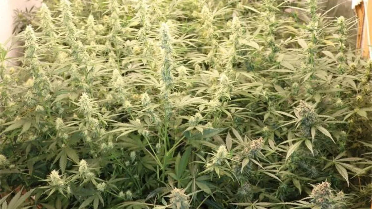 Mladi Slavonac uzgajao marihuanu, ali policajce je šokiralo nešto drugo