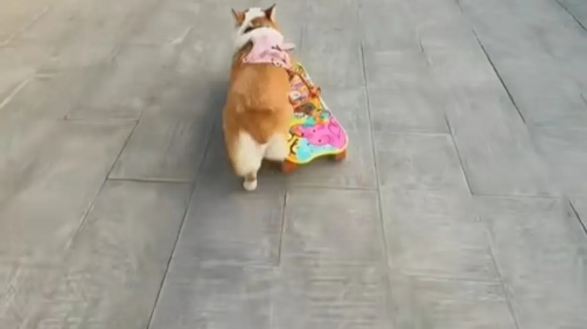 Tony Hawk psećeg svijeta