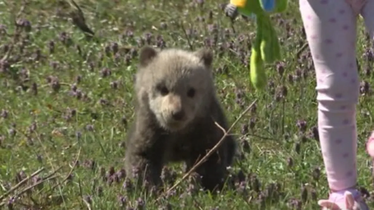 'Uskrsni' medo ušetao u dvorište obitelji na Plitvicama i 'ni za živu glavu' ne želi natrag u šumu