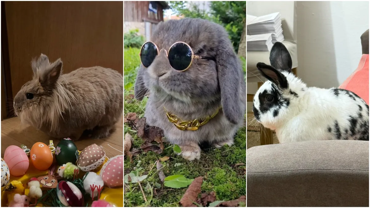 Topli i inteligentni: U moru čupavih ušiju i šapica, jedva smo izdvojili 40 fotografija