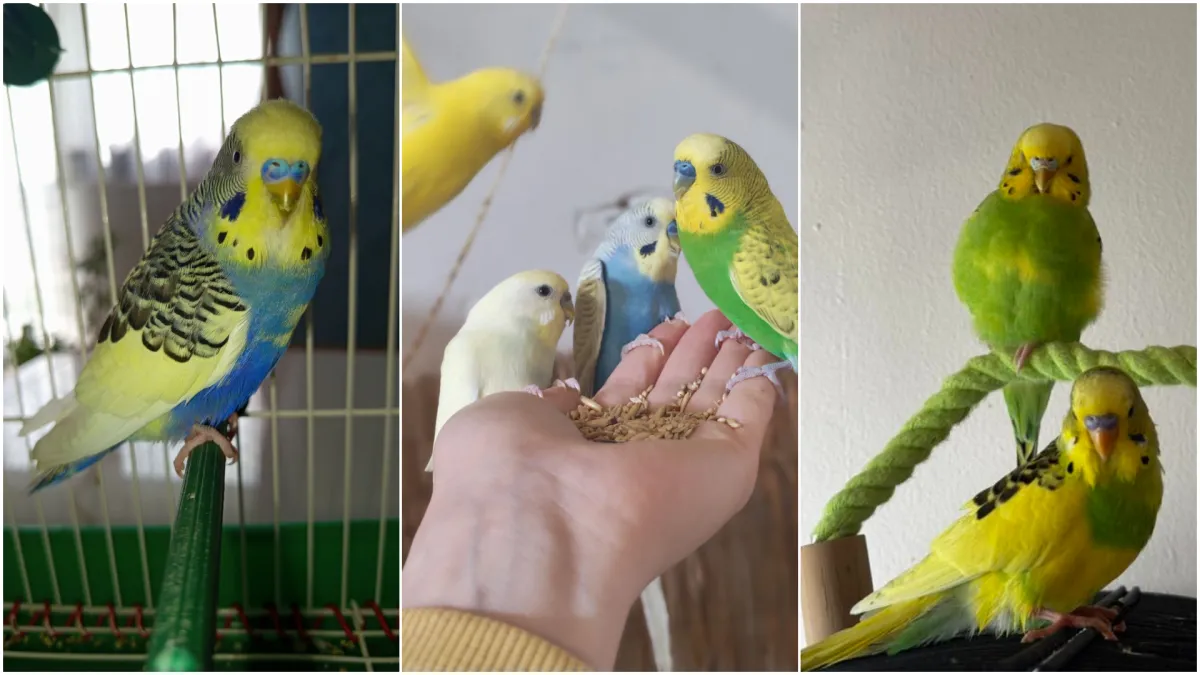 Malo čudo treći je najpopularniji ljubimac na svijetu: Vaše fotografije ispunile su nam srca