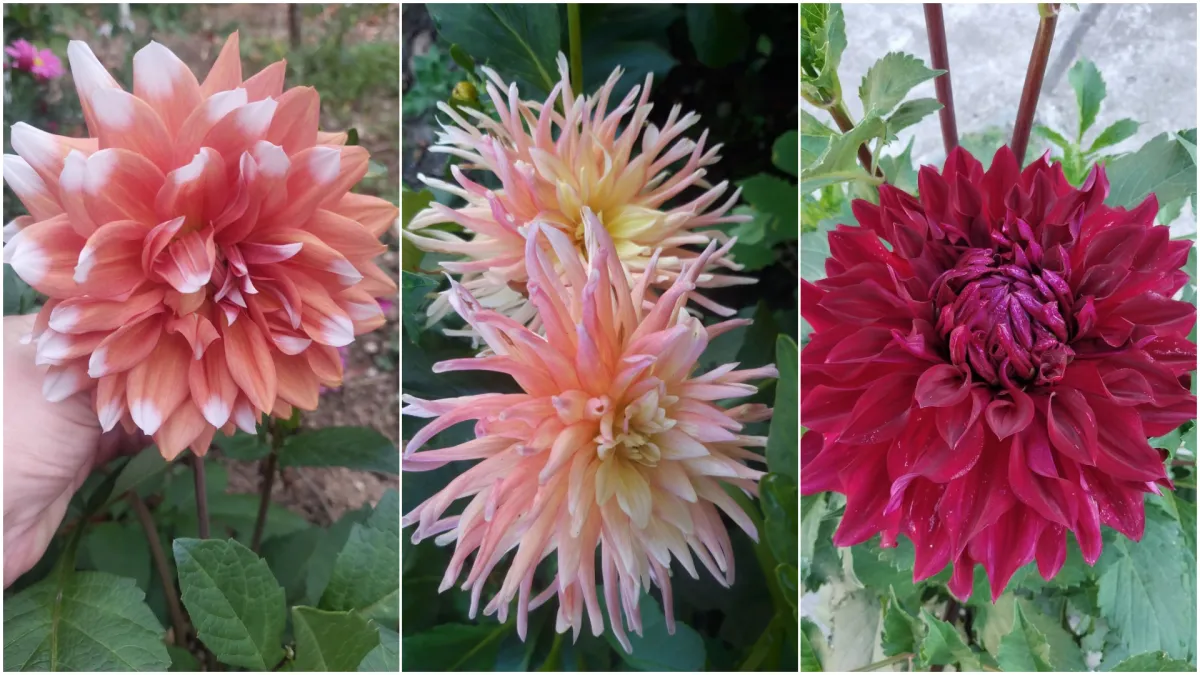 Raskošna biljka koja donosi boju: Vaše kraljice vrtova uljepšat će svaki dan