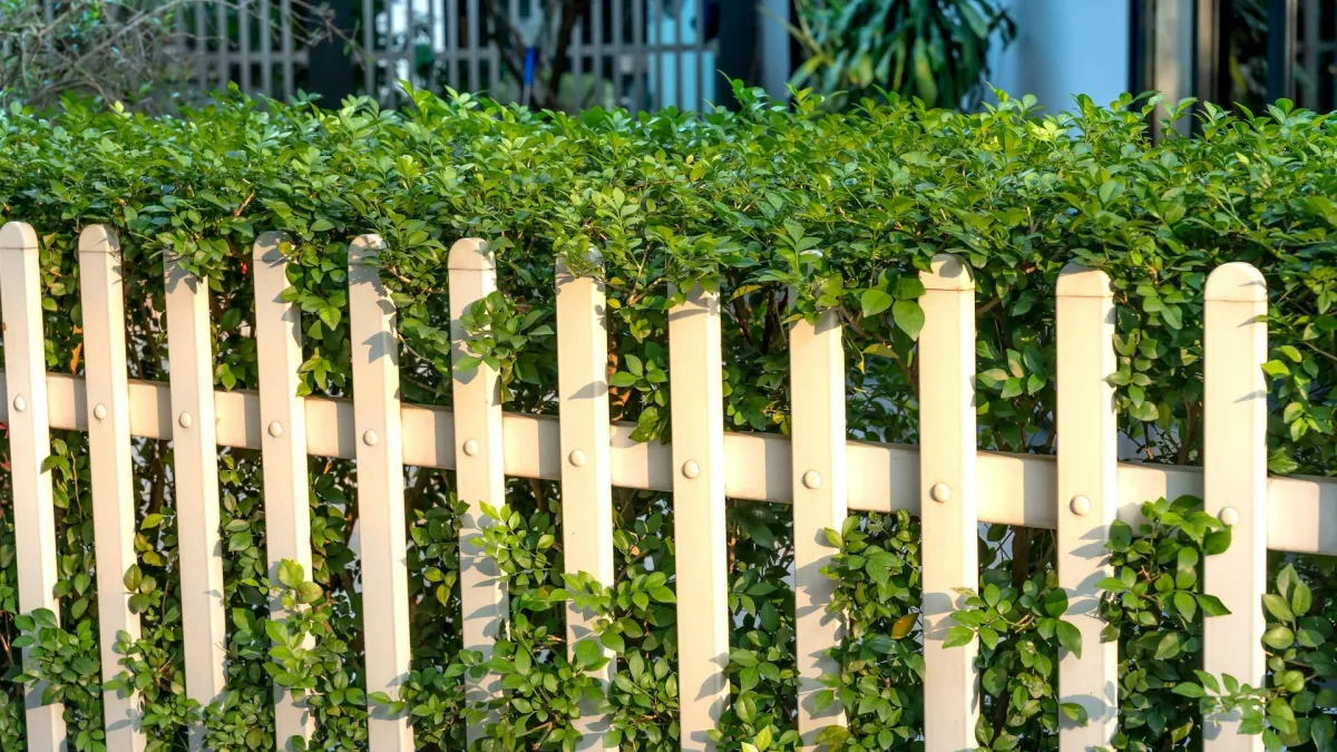 Očistite drvenu ogradu za deset minuta: Riješite se algi i mahovine s ovim sastojcima