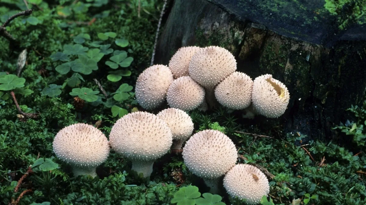 [KVIZ] Ne moraš biti mikolog da točno odgovoriš na ova pitanja o gljivama