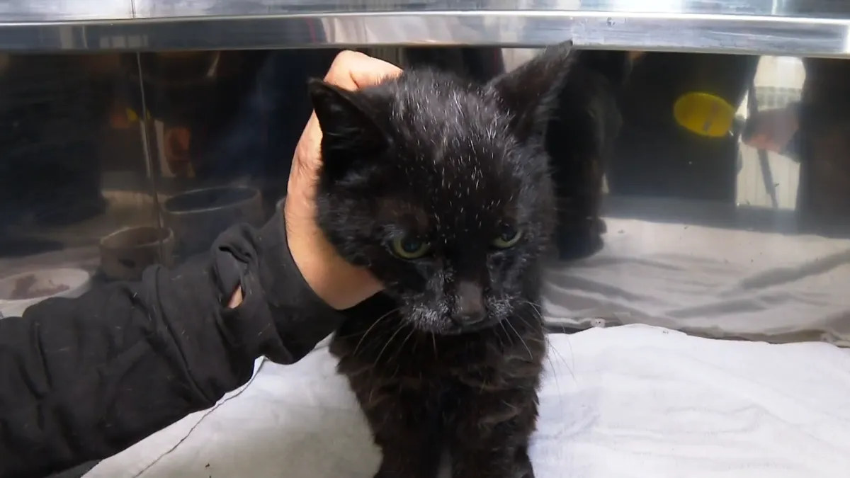 Tama je slijepa, gluha i bez zuba. Uskoro se gradi mjesto za takve poput nje: 'Imat će sve što im treba'