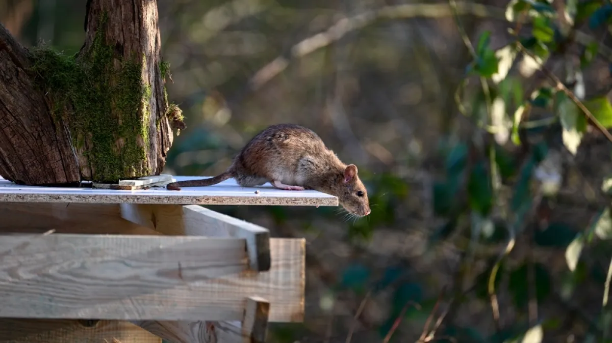 Mnogi čine istu pogrešku: Riješit ćete se omraženih glodavaca ako ovo uklonite iz vrta