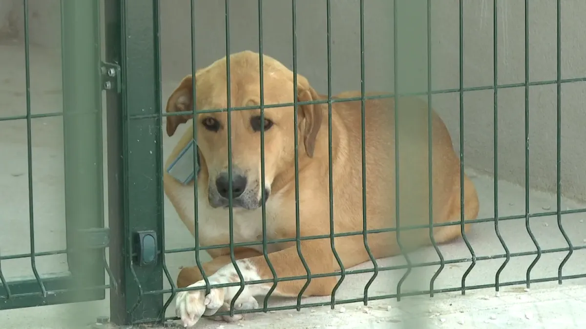 Nakon 15 godina čekanja, zadarske šapice imaju novi dom: Pogledajte novi azil za životinje