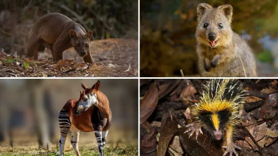 Samo 10% ljudi prepoznaje sve ove neobične životinje: Doznaj jesi li među njima na ovom kvizu