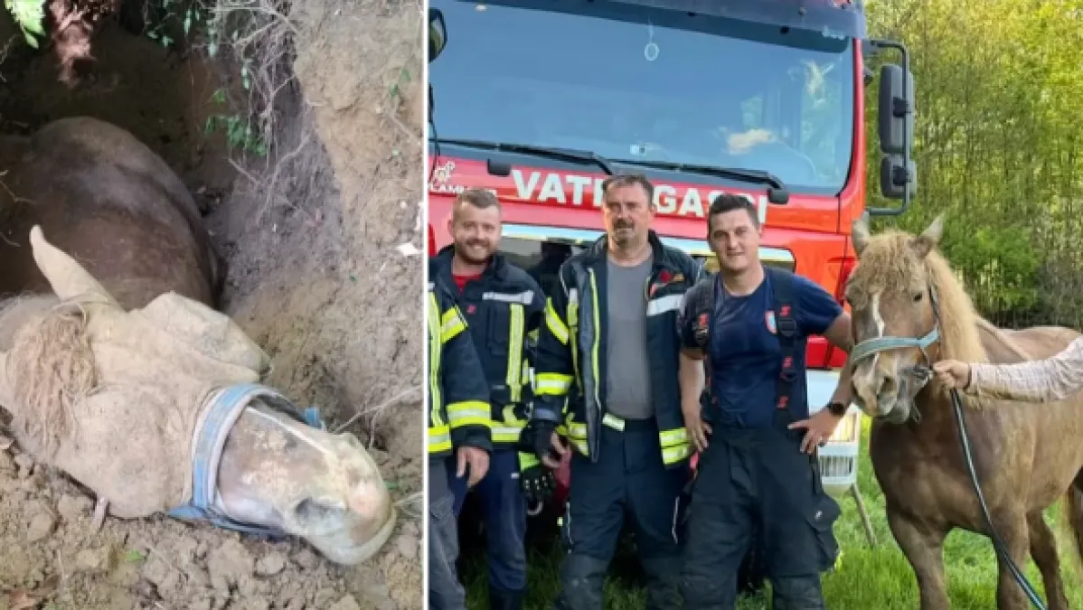 Vatrogasci spasili konja teškog više od pola tone: 'Bio je sretan, dali smo mu vode'