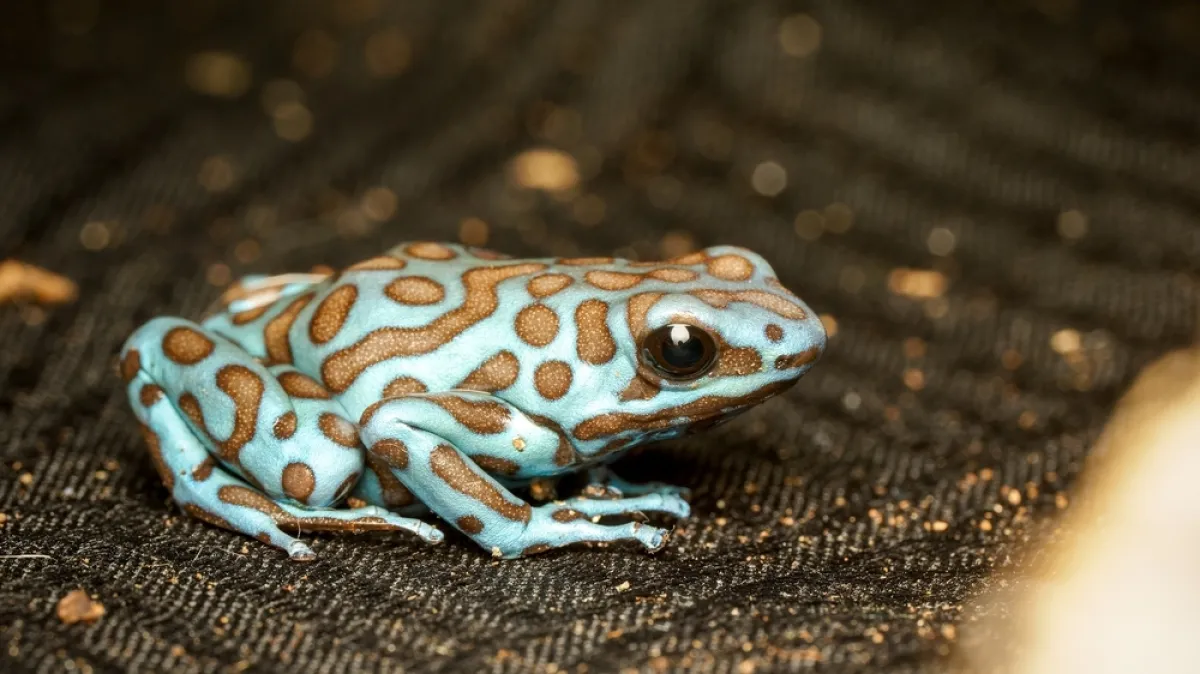 [KVIZ] Izazov o žabama zbunjuje čak i ljubitelje prirode: Dokaži da pitanja nisu toliko teška