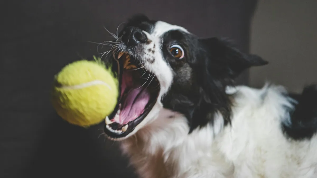 Veterinari uputili ozbiljno upozorenje. Omiljena igračka vašeg psa je tempirana bomba