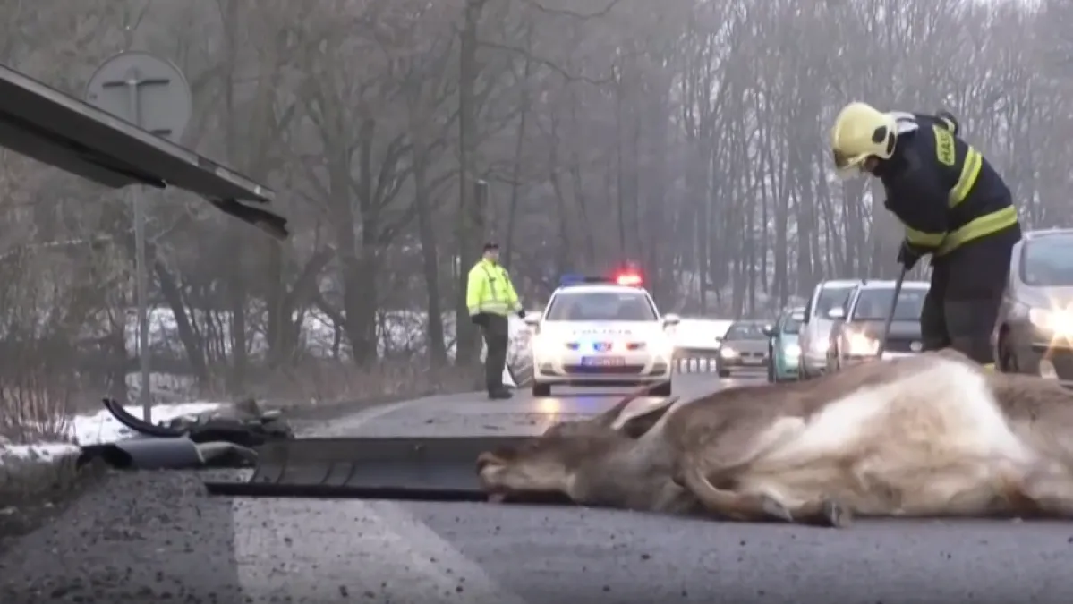 Krda divljači izvan kontrole: Uzrokuju ozbiljne prometne nesreće a štete su milijunske