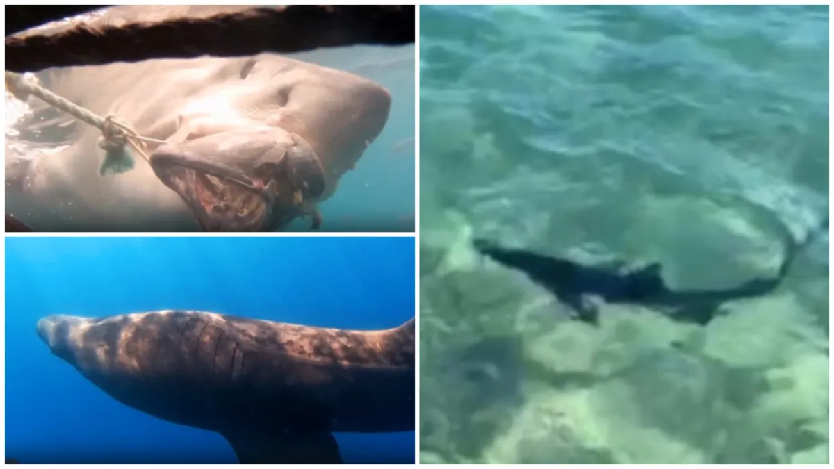 Golema psina pliva po Istri: Ima li morskih pasa u Jadranu više ili nam se samo čini?