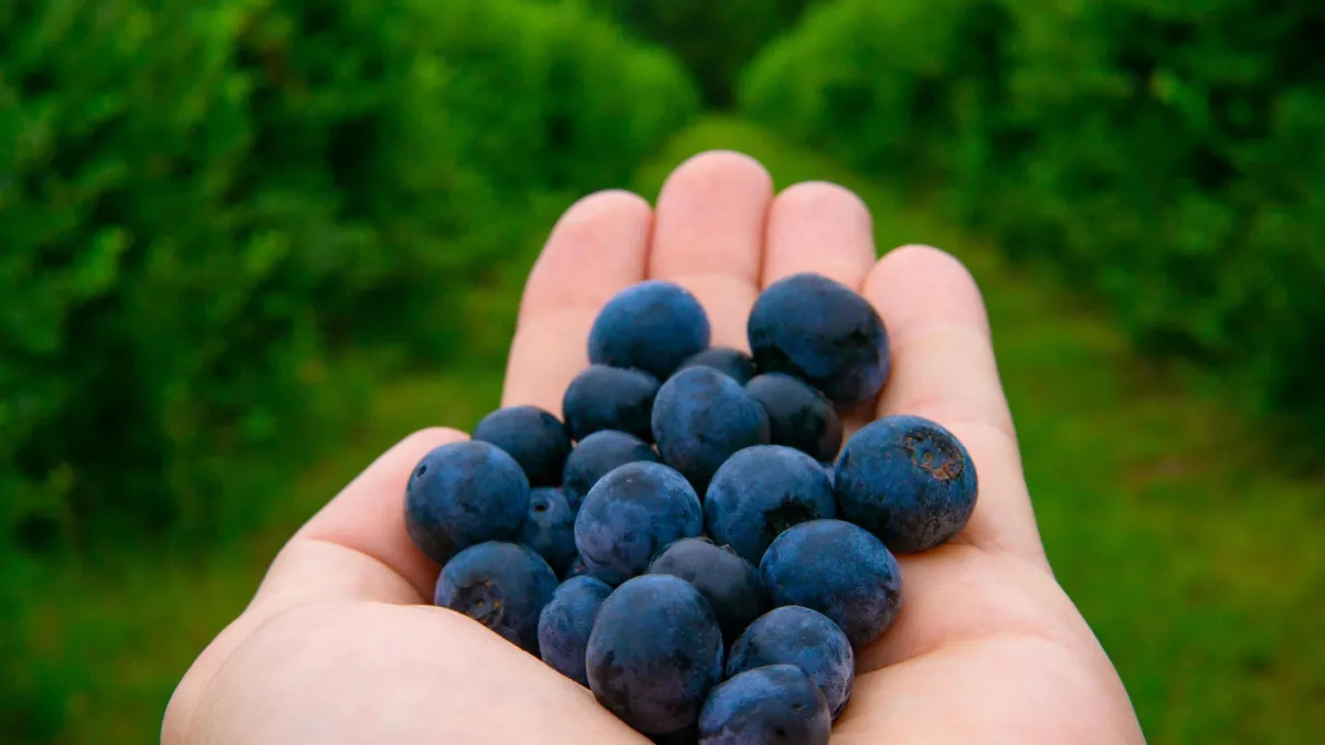 Male bobice, velika snaga: Sedam razloga zašto je ovo voće pravi saveznik zdravlja
