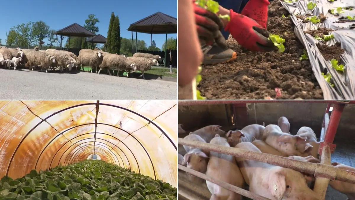 Kaznionica kakvu još niste vidjeli: RTL Danas posjetio je najveću zatvorsku farmu u Hrvatskoj