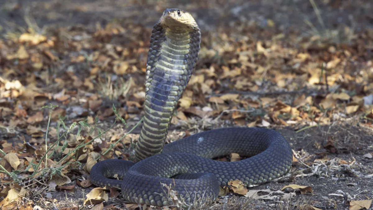 Tradicionalan ples sa zmijama pošao po zlu: Kobra se uvukla Nijemcu u hlače i ubila ga