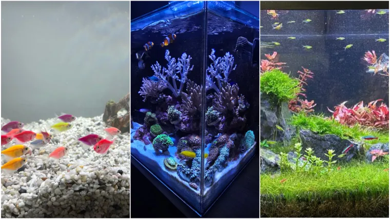 Kao &scaron;areni konfeti: Poslali ste nam fotografije va&scaron;ih ribica, odu&scaron;evili ste nas!