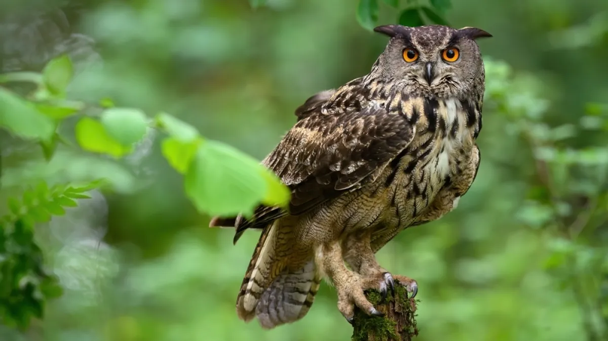 [KVIZ] Možeš li rasturiti na pitanjima o sovama, najpoznatijim noćnim pticama?