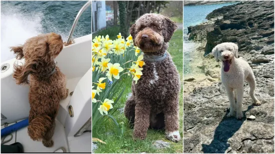 Izgleda kao pli&scaron;ana igračka, a vje&scaron;t je lovac na podzemno blago: Ovo su va&scaron;e fotografije!