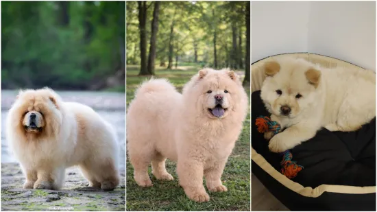 Ne znamo koji je slađi, možete li vi odlučiti? Chow Chow kroz objektiv na&scaron;ih čitatelja