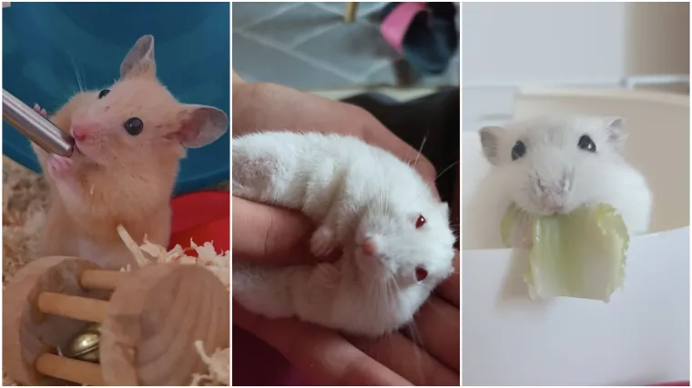 Oni su najpopularniji mali kućni ljubimci: Poslali ste nam fotografije va&scaron;ih mezimaca