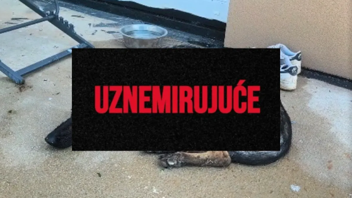 Vatrogasac (21) u Rovinju mučenjem ubio dva psa! Zapovjednik: 'Udaljili smo ga iz službe'