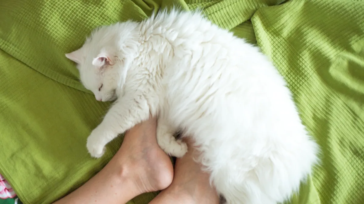 Mačka vam često spava kod nogu? To nikako nije tol