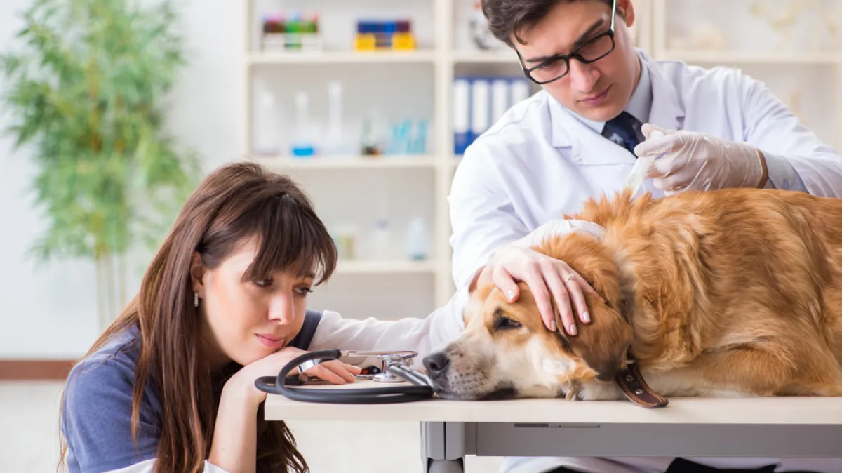 Veterinarka otkrila o čemu psi razmišljaju pred kraj: 'To je