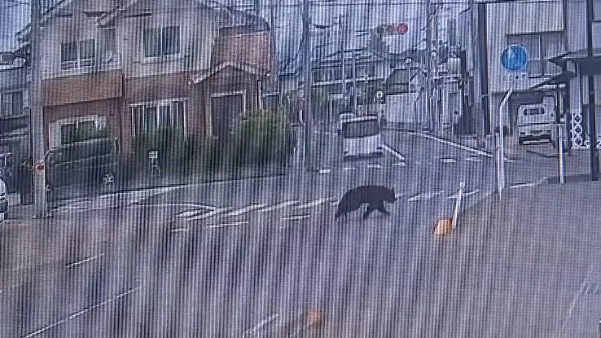 Ni strelice za omamljivanje mu nisu mogle ništa, pobjegao je medvjed koji je napao ljude
