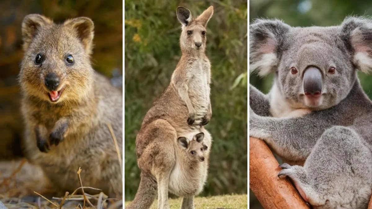 Fauna Australije je bogata brojnim vrstama, dokažite u kvizu