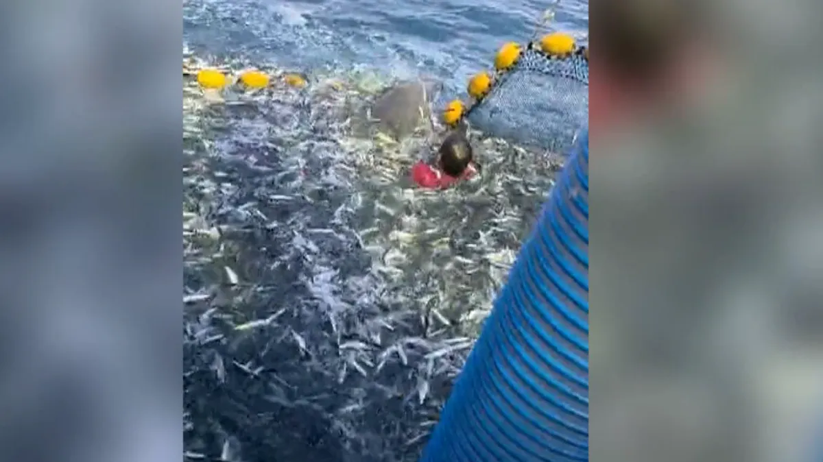 Najbolji video koji ćete danas vidjeti: Ribar kod Primoštena
