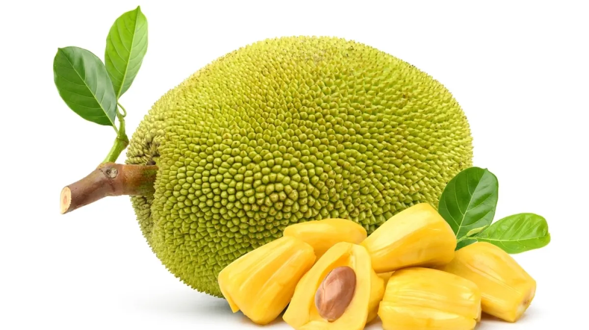 [KVIZ] Okušajte se na pitanjima o jackfruit voću i pokušajte imati sve točno