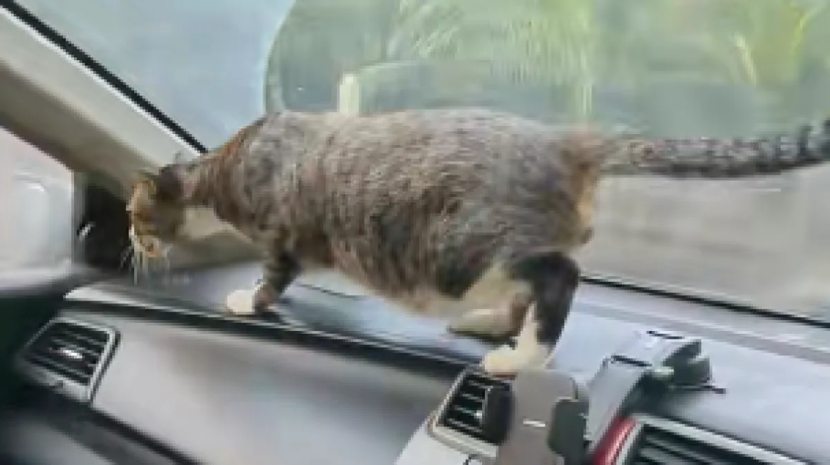 Teško je zamisliti da se vožnja mačke izgledao ovako