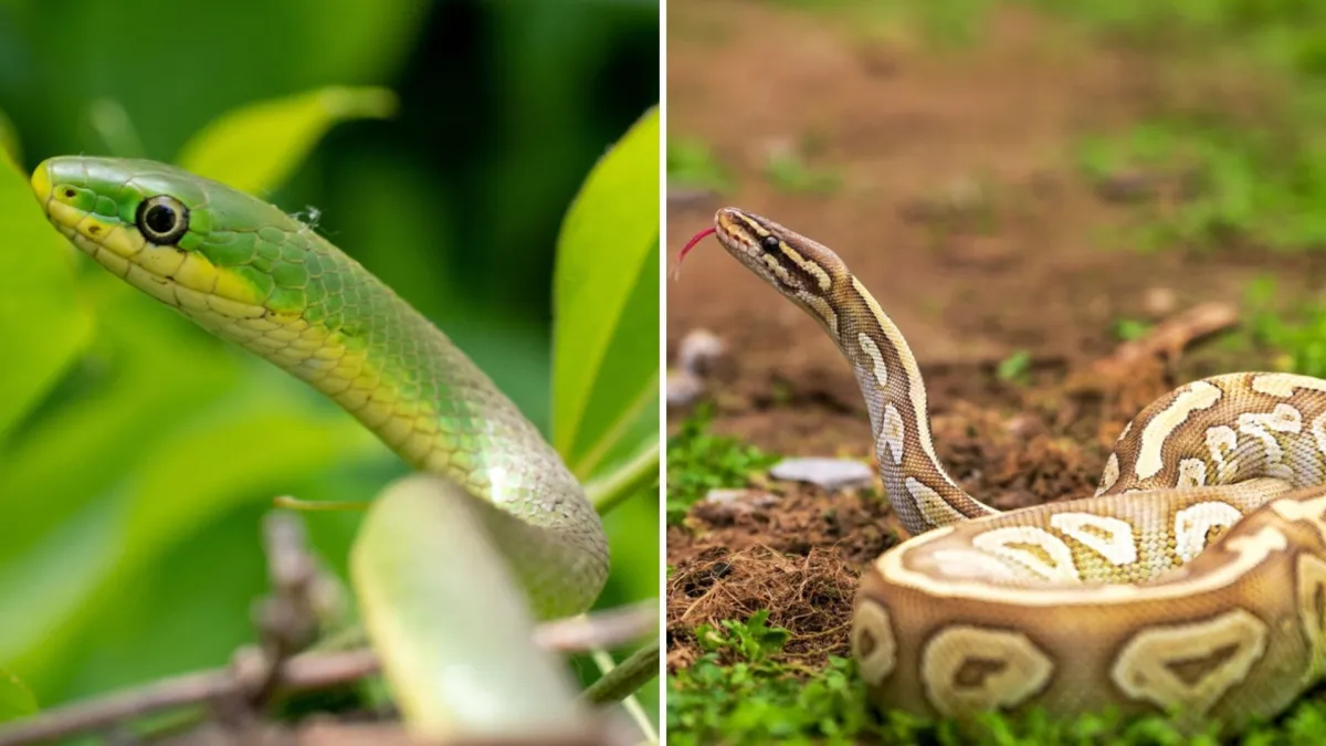 [KVIZ] Samo rijetki će odgovoriti točno na sva pitanja o zmijama