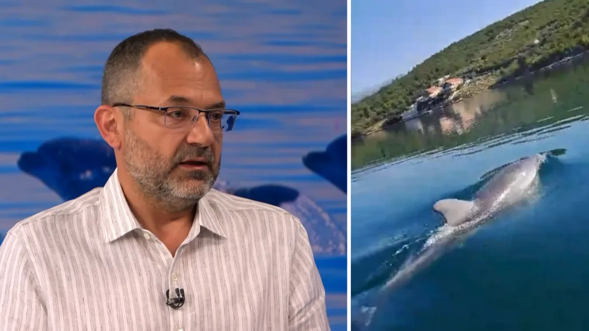 Stručnjaci upozoravaju građane da ne prilaze dupinu Oliveru u Novigradu