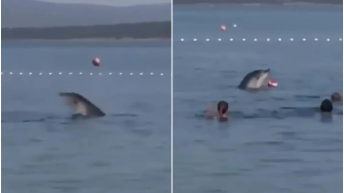 Nevjerojatan prizor kod Zadra: Dupin se igrao loptom s kupačima, video je oduševio internet
