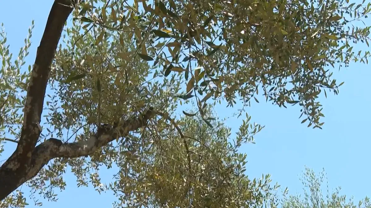 Masline, vino i milijarde iz EU fondova: Kako je jedan grčki otok postao primjer drugima
