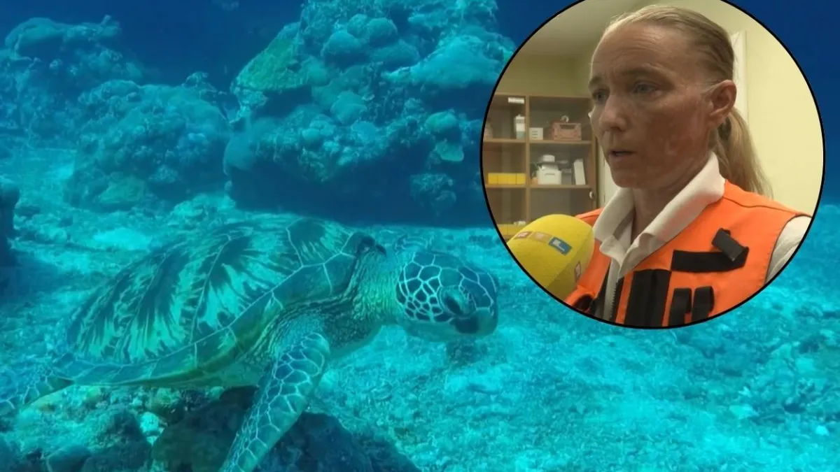 Morska kornjača napala tri kupača, stručnjaci upozoravaju: 'To je divlja životinja, ne dirajte je'