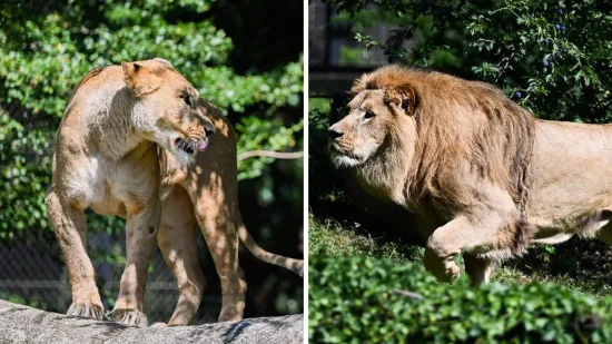 Zagrebački zoolo&scaron;ki dobio novog kralja i kraljicu: Ovo su Uganda i Tayri