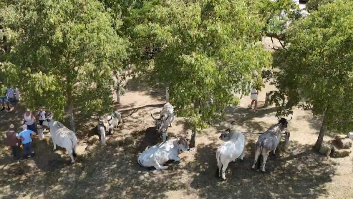 Najteži boškarin ponovno u središtu pozornosti: 'Ovo nije fešta radi fešte'