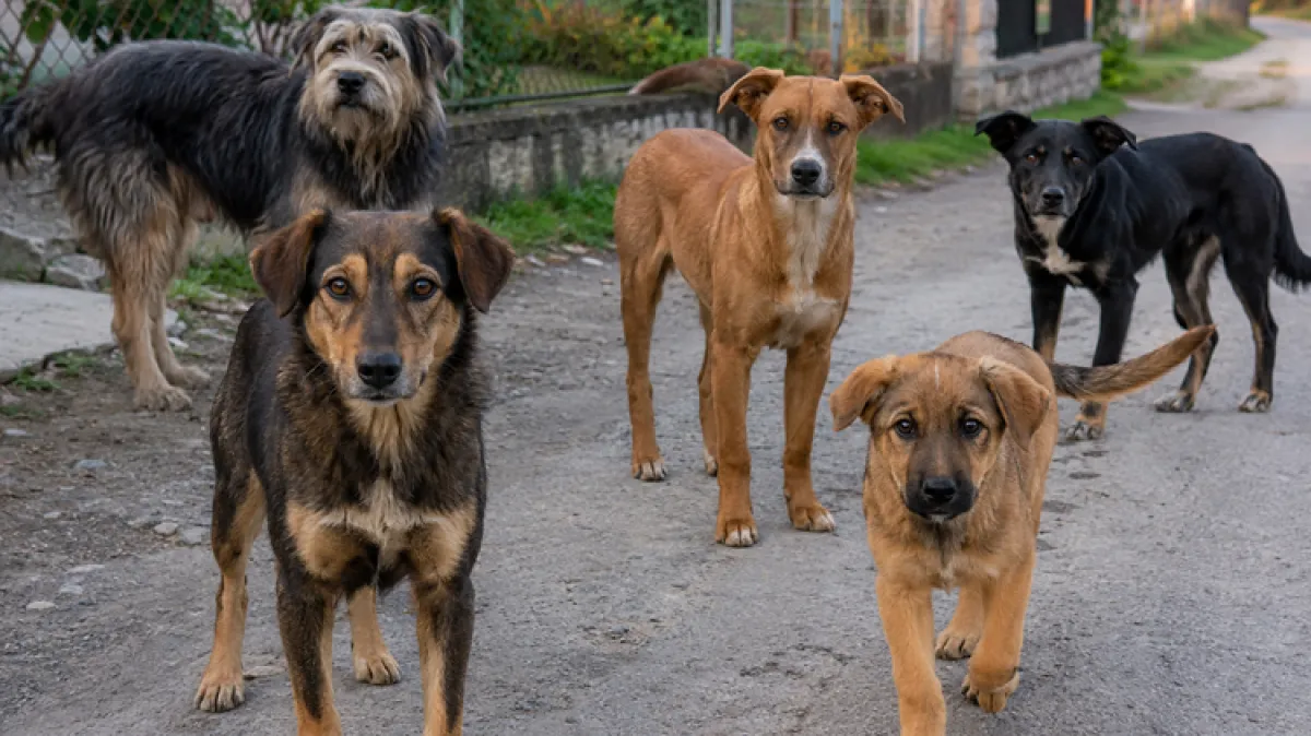 Pet pasa izgrizlo 63-godišnjaka, završio u bolnici: Vlasnica dobila kaznu