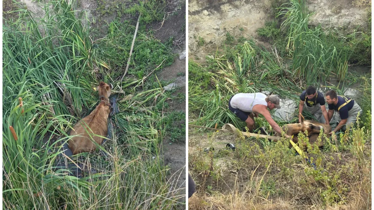 Krava upala u rupu s vodom pa zaglavila: Spasili je vatrogasci