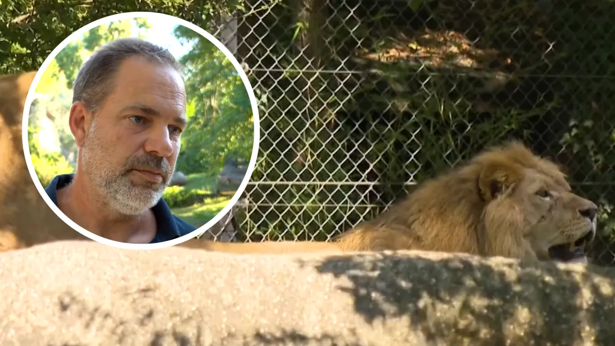 Ravnatelj zoološkog nakon što je mladi lav ubio lavicu: 'Nemoguće je spriječiti takvu situaciju'