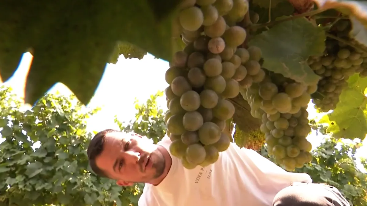 Hrvatski vinogradari u strahu: 'Ako uskoro ne padne kiša, ne piše nam se dobro'