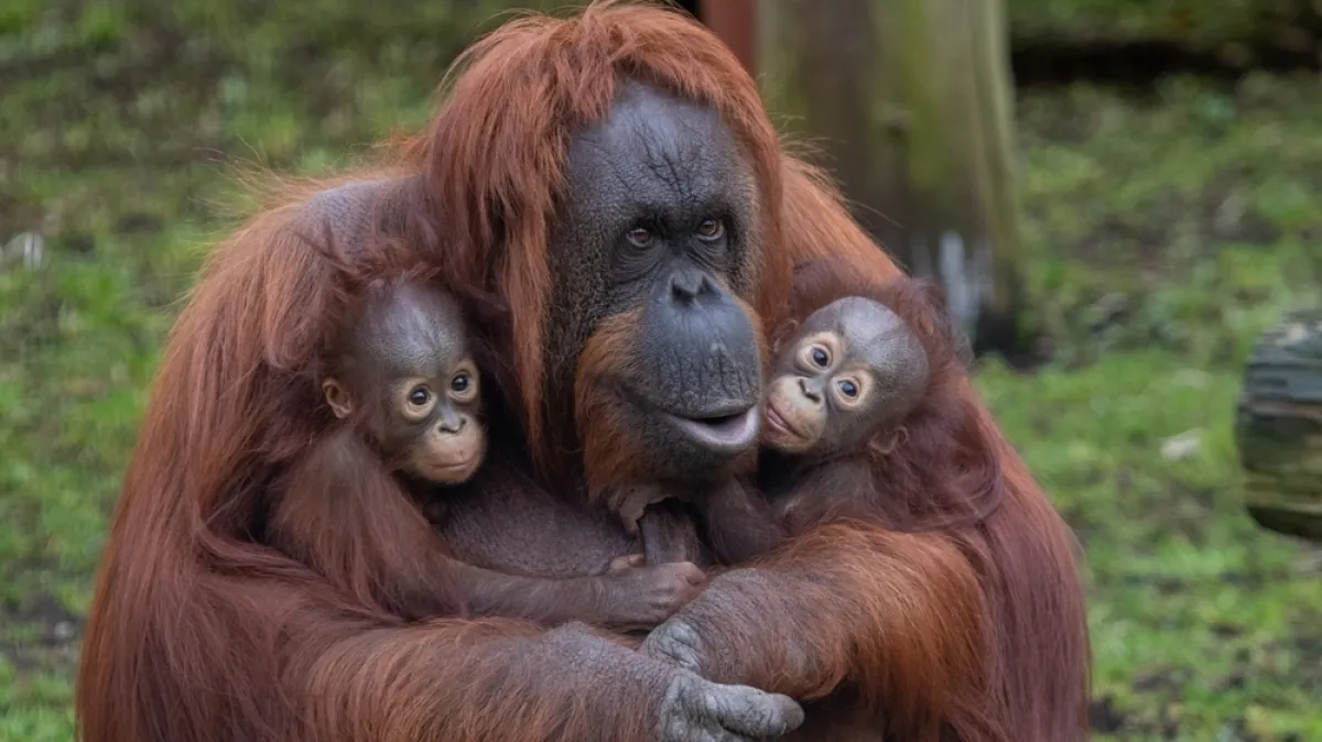 [KVIZ] Većina će pogriješiti na ovim pitanjima o orangutanima, možeš li ti imati sve točno?