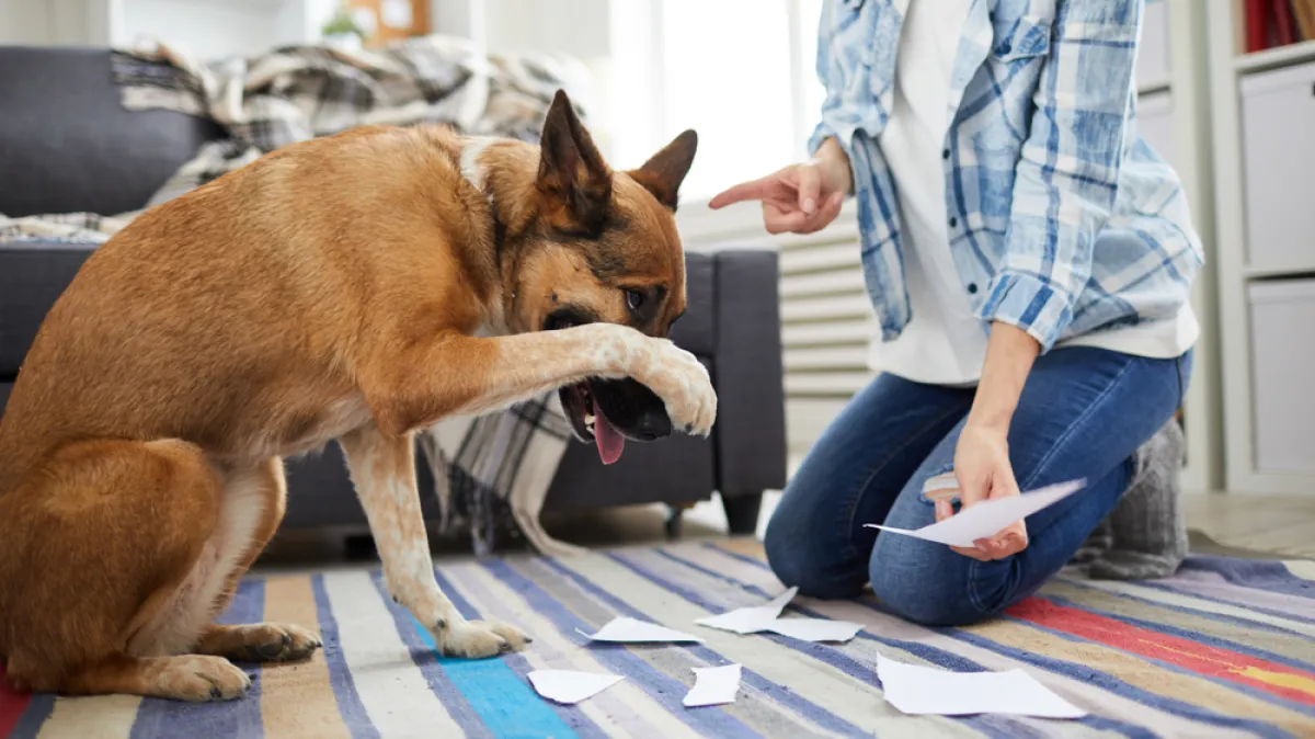Veterinarka upozorava: 'Ovi psi ne podnose glasne vlasnike'