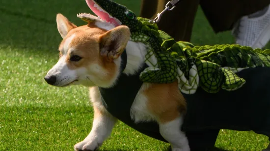 Počelo je kao zafrkancija, pa preraslo u globalni spektakl: Utrka korgija najslađi je ljetni boj