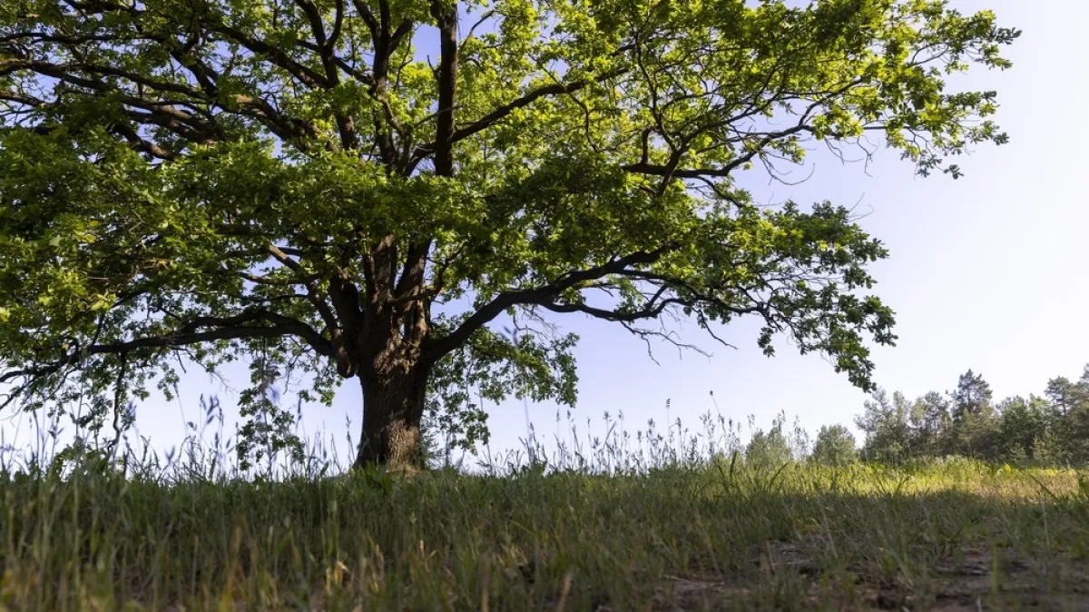 Rastao sam 100 godina. Onda je netko rekao: "Ma neće biti ništa"